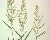 Image result for Eragrostis membranacea