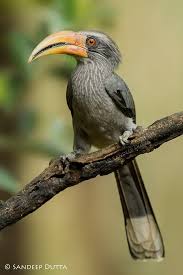 Tropical Black Bird With Large Beak This Male Gave Us Some Nice Pose On A Clean Perch Malaban Grey Hornbill By Sandeep Dutta 500px Tropical Birds Birds Nature Birds