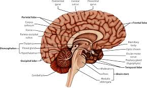 Red indicates arteries, and blue. Ber Hmt Human Labeled Zeitgen Ssisch Menschliche Sagittal Cut Of Brain Labeled Transparent Cartoon Jing Fm