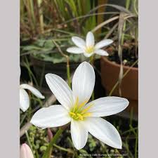 Image result for Zephyranthes candida