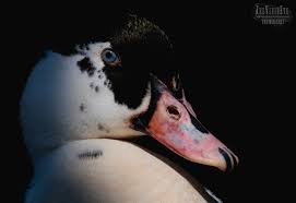 The following 3 files are in this category, out of 3 total. Magpie Duck By Martinwait Ephotozine