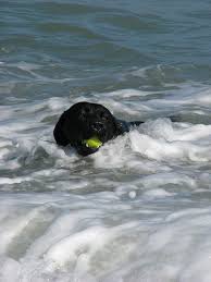 At my sport considered cruel but that's because you never know me at all. Should I Let My Dog Swim In The Sea