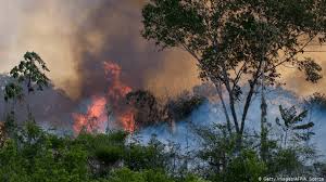 Amazon rainforest, large tropical rainforest occupying the amazon basin in northern south the amazon rainforest stretches from the atlantic ocean in the east to the tree line of the andes in the. Similarities And Differences In The Forest And Bush Fires In Brazil And Australia Climate Scorecard