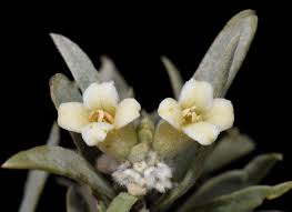 Image result for Synandrodaphne