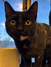 Kitten needs a home in Flagstaff, AZ