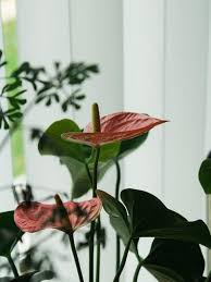 170 cm x 70 cm (2 moduli 50 x 40; Decorare Casa Con Le Calle Fiori Eleganti E Raffinati Westwing