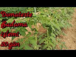 70 Domates Yetistiriciligi 20 Gun Domateste Budama Koltuk Alma Islemi Ortu Alti Tarim Ve Ciftcilik Youtube Domatesler Bahce Bahce Tasarim Fikirleri