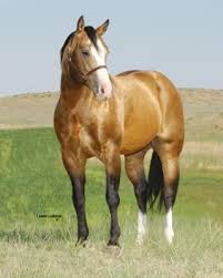 We sell babies and currently have a few broodmares for sale. Nu Cash Cow 2001 Buckskin Aqha Stallion