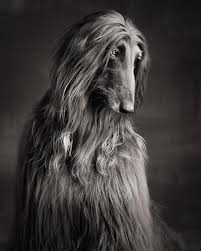 Black And White Hound Dog Black Afghan Hound Dog Photo By Paul Croes White Dog Photography Afghan Hound Dog Photography