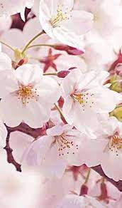 Pin By Estelle On L Love Nature Beautiful Flowers Pretty Flowers Blossom Trees