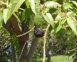 Image result for Guazuma ulmifolia