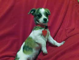 Shih tzu mix puppies for sale. 11 11 13 Darla Shih Tzu Chihuahua Mix Puppy At Hart Co Humane Society 92 1 Wlhr