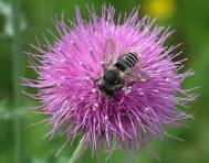 Native Plants of North America - Lady Bird Johnson ...