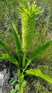 Image result for Eucomis zambesiaca