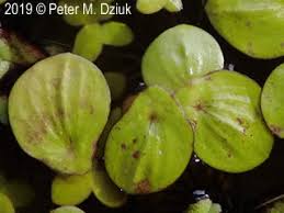 Image result for Spirodela