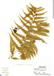 Image result for Christella dentata
