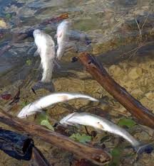 why fish often float upside down when