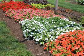 Impatiens fertilizer needs are determined by the soil and container they are growing in. These New Impatiens Are Tough To Kill George S Plant Pick Of The Week Pennlive Com