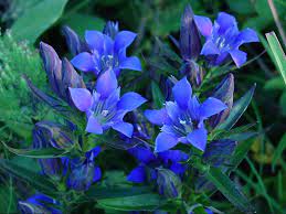 Maybe you would like to learn more about one of these? Native Plants Home