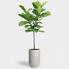 Fiddle Leaf Fig Tree 14 Fiddle Leaf Fig Tree Fiddle Leaf Fig Fiddle Leaf Fig Care