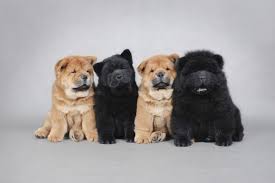 É¬çç¬ Or Puffy Lion Dog