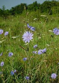 Pin On Wild Flowers