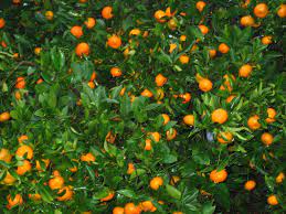 Growing and enjoying tangerine trees tangerine trees are small citrus trees with slender twigs and long, thin evergreen leaves. Tangerine Tree Care How To Grow Tangerines Tangerine Tree Tree Care Citrus Trees
