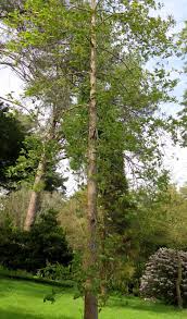 The genus is distinguished by its aromatic properties, which have made the tree useful to humans. Sassafras Randaiense Trees And Shrubs Online