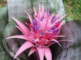 Piante dainterno con fiori rose : Aechmea Fasciata Consigli Coltivazione E Cura