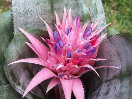 Fejka pianta artificiale con vaso. Aechmea Fasciata Consigli Coltivazione E Cura