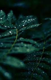 image result for emerald green aesthetic nature aesthetic dark green aesthetic green aesthetic