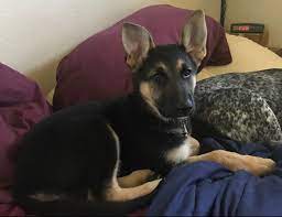 Join millions of people using oodle to find puppies for adoption, dog and puppy listings, and other pets adoption. German Shepherd Mix Puppies Missouri The Y Guide