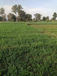 Agricultural Land 28000 Sq.ft. for Sale in Abu Road, Sirohi (REI870180)