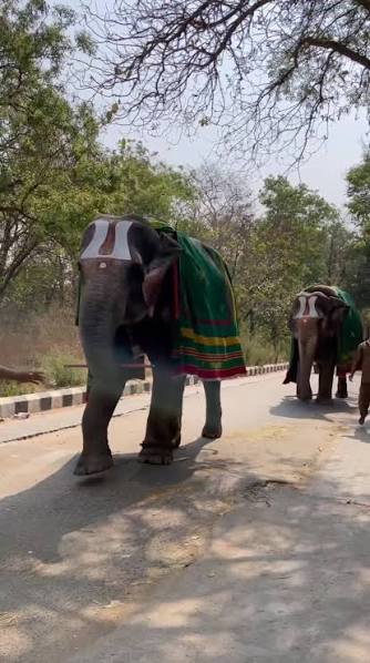 Sri Venkateswara National Park elephant walks