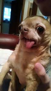 Your family vet, if anyone, might be able to tell you. My Friend S Delightful Chihuahua Peanut Album On Imgur