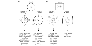 Turgor pressure plant cell shape. Life Under Pressure Hydrostatic Pressure In Cell Growth And Function Trends In Plant Science