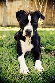 Maybe you would like to learn more about one of these? Schwarz Weiss Pit Bull Mit Im Gras Lizenzfreie Fotos Bilder Und Stock Fotografie Image 5840808