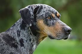 Check spelling or type a new query. Catahoula Leopard Dog Dog Breed Information American Kennel Club