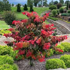 Image result for Cercis