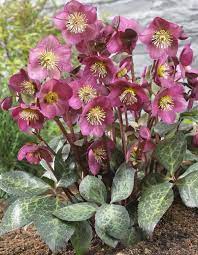 Helleborus Anna S Red Pp 24 720 Lenten Rose Rose Plant Care Planting Roses