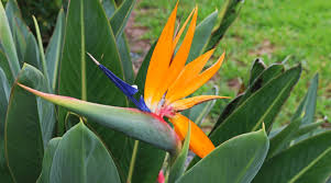 Creating your own backyard paradise. Bird Of Paradise Guide How To Take Care Of A Bird Of Paradise Plant