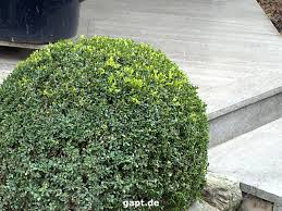 Der optimale standort für den buchsbaum. Buchs Und Liguster Im Herbst Schneiden Gartenpflege Tipps
