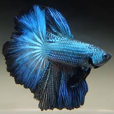 Pin Oleh Atelier2 Di Peixe Betta Aquario