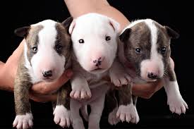 The kennel club makes no warranty as to the quality or fitness of any puppies offered for sale.we cannot accept responsibility for any transaction between puppy buyer and the breeder arising from publication of the listing. Breeders Beware Puppy Scams On The Rise American Kennel Club