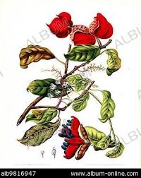 Image result for Sterculia subviolacea