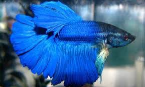 35 Different Types Of Betta Fish With Beautiful Pictures Betta Fish Types Betta Betta Fish
