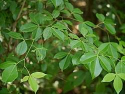 Image result for Toddalia simplicifolia