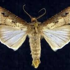 Image result for Agrotis ipsilon