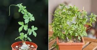 Image result for Kedrostis africana