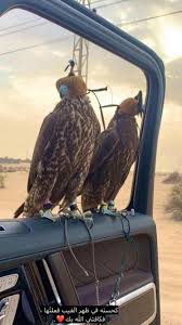 يا جعلني وان غبت ما اغيب من شر وان جيت جعل الله يجم ل حضوري cool instagram pictures really funny pictures photography inspiration portrait